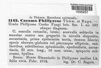 Caeoma phillyreae image